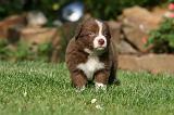 BORDER COLLIE 1267